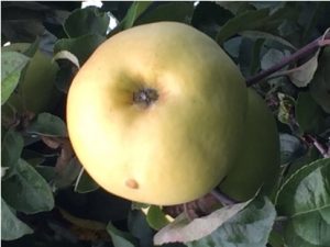 Яблочный спас