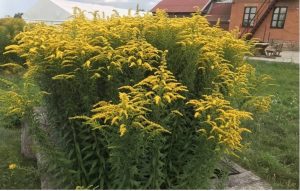 Золотарник