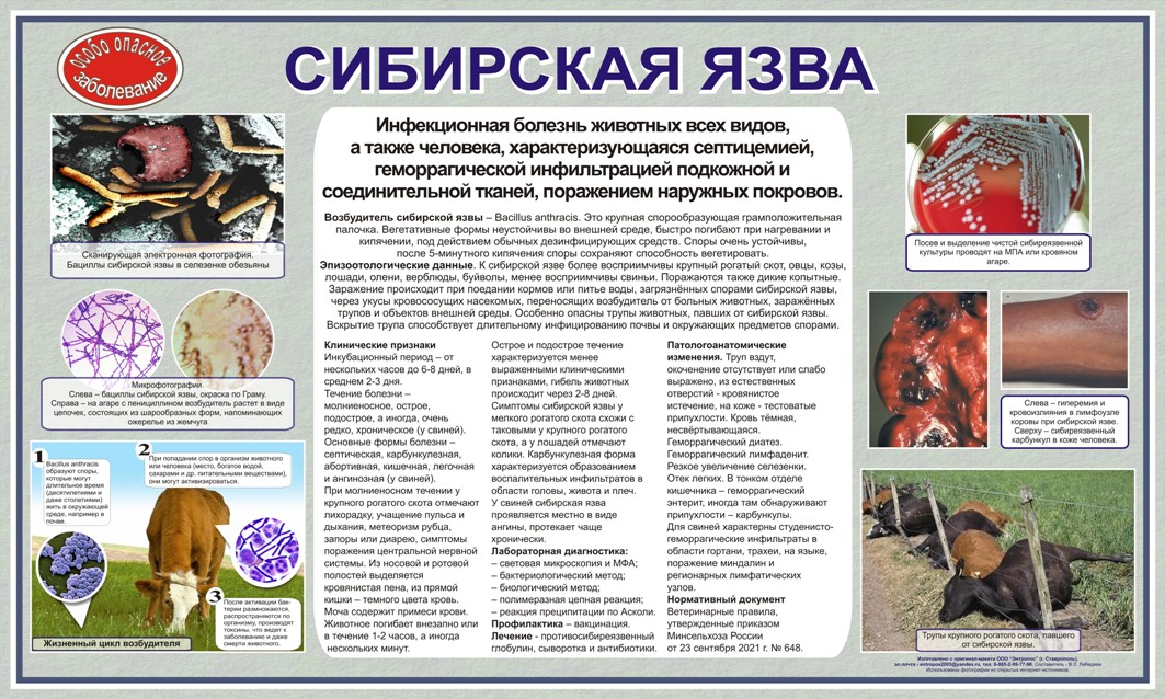 Как предупредить заражение сибирской язвой